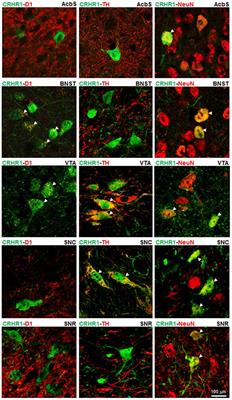 Dissociable Role of Corticotropin Releasing Hormone Receptor Subtype 1 on Dopaminergic and D1 Dopaminoceptive Neurons in Cocaine Seeking Behavior